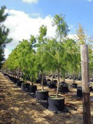 Taxodium ascendens 'Nutans'