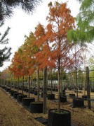 Taxodium ascendens 'Nutans'