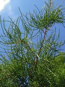 Taxodium ascendens 'Nutans'