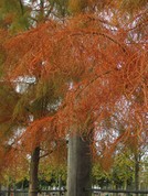 Taxodium ascendens 'Nutans'