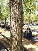 Taxodium ascendens 'Nutans'