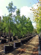 Taxodium ascendens 'Nutans'