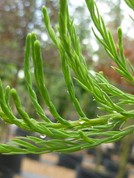 Taxodium ascendens 'Nutans'
