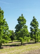 Taxodium ascendens 'Nutans'