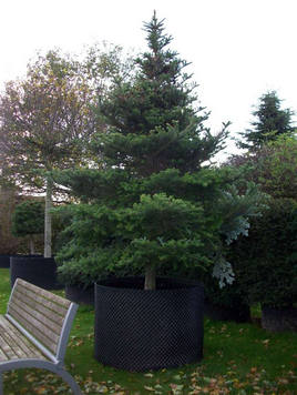 Styrax japonicus 3.0-3.5m Umbrella