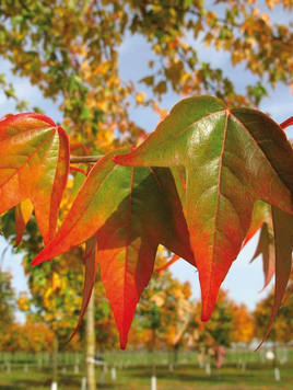 Styrax japonicus 3.0-3.5m Umbrella