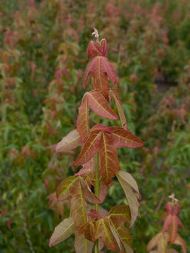 Styrax japonicus 3.0-3.5m Umbrella