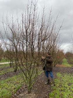 Styrax japonicus 3.0-3.5m Umbrella