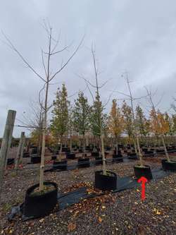 Styrax japonicus 3.0-3.5m Umbrella