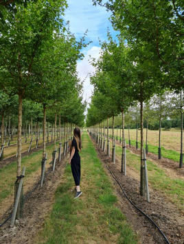 Styrax japonicus 3.0-3.5m Umbrella