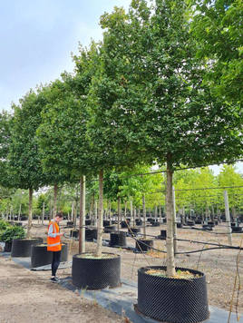 Styrax japonicus 3.0-3.5m Umbrella