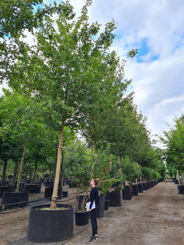 Styrax japonicus 3.0-3.5m Umbrella
