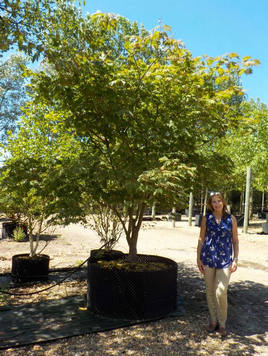 Styrax japonicus 3.0-3.5m Umbrella