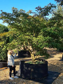 Styrax japonicus 3.0-3.5m Umbrella