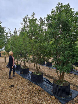 Styrax japonicus 3.0-3.5m Umbrella