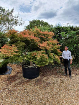 Styrax japonicus 3.0-3.5m Umbrella