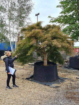 Styrax japonicus 3.0-3.5m Umbrella