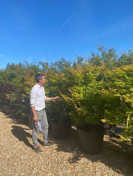 Styrax japonicus 3.0-3.5m Umbrella