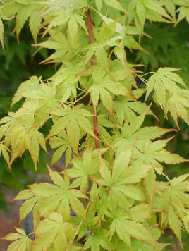Styrax japonicus 3.0-3.5m Umbrella