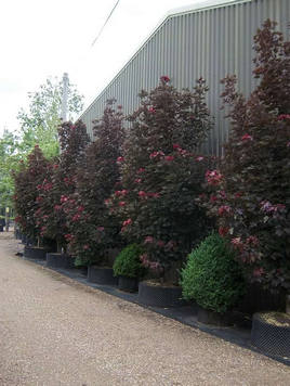 Styrax japonicus 3.0-3.5m Umbrella