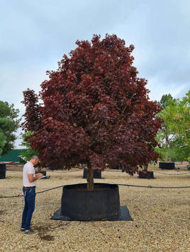 Styrax japonicus 3.0-3.5m Umbrella