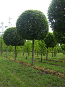 Styrax japonicus 3.0-3.5m Umbrella