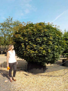 Styrax japonicus 3.0-3.5m Umbrella