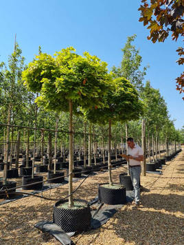 Styrax japonicus 3.0-3.5m Umbrella