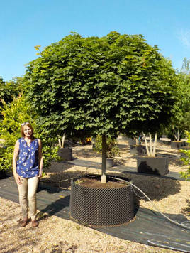 Styrax japonicus 3.0-3.5m Umbrella