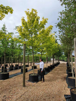 Styrax japonicus 3.0-3.5m Umbrella