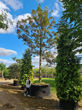 Styrax japonicus 3.0-3.5m Umbrella
