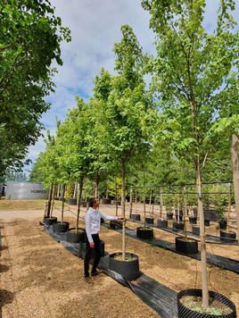Styrax japonicus 3.0-3.5m Umbrella