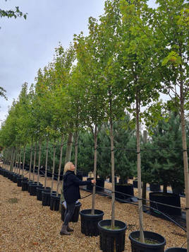 Styrax japonicus 3.0-3.5m Umbrella