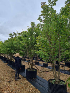 Styrax japonicus 3.0-3.5m Umbrella