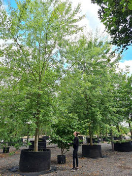 Styrax japonicus 3.0-3.5m Umbrella