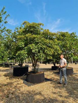 Styrax japonicus 3.0-3.5m Umbrella