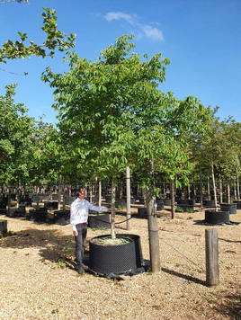 Styrax japonicus 3.0-3.5m Umbrella