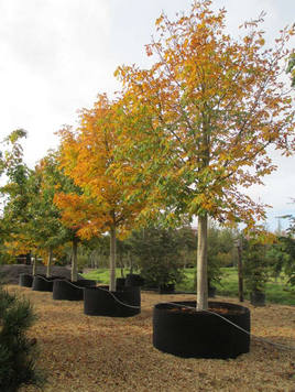 Styrax japonicus 3.0-3.5m Umbrella