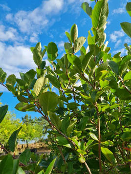 Styrax japonicus 3.0-3.5m Umbrella