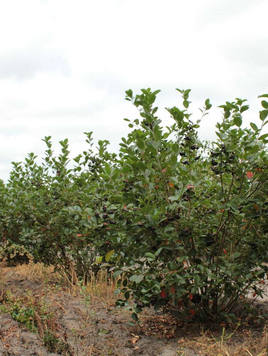 Styrax japonicus 3.0-3.5m Umbrella