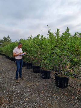 Styrax japonicus 3.0-3.5m Umbrella