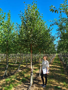 Styrax japonicus 3.0-3.5m Umbrella
