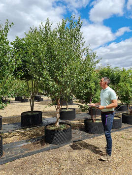 Styrax japonicus 3.0-3.5m Umbrella
