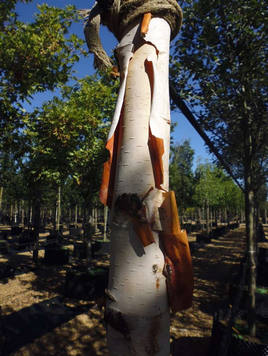 Styrax japonicus 3.0-3.5m Umbrella