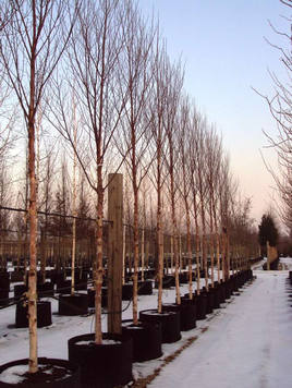 Styrax japonicus 3.0-3.5m Umbrella