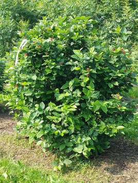 Styrax japonicus 3.0-3.5m Umbrella