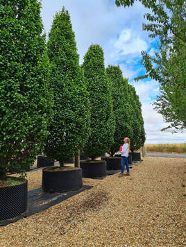 Styrax japonicus 3.0-3.5m Umbrella