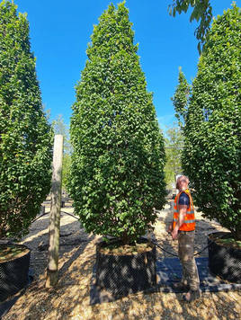 Styrax japonicus 3.0-3.5m Umbrella