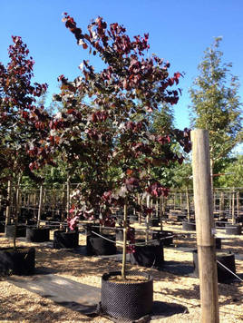 Styrax japonicus 3.0-3.5m Umbrella