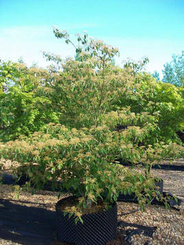 Styrax japonicus 3.0-3.5m Umbrella